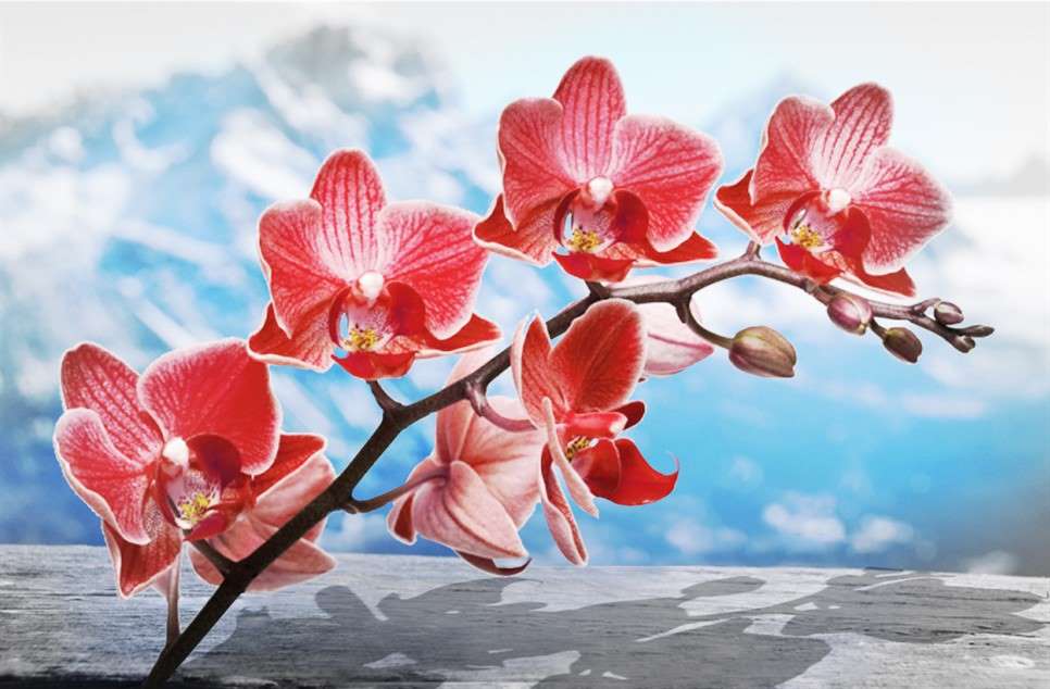 Orchidea-fiore-dEUROPA.jpg