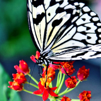 bw_butterfly_wings_1600.jpg_2