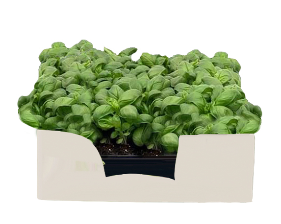 Basilico genovese minipack