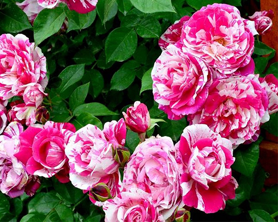 Rosa rampicante mix - immagine 6