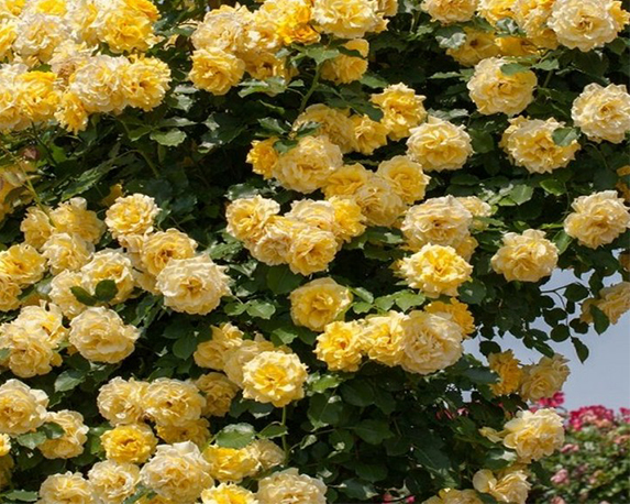 Rosa rampicante mix - immagine 7