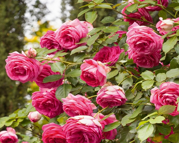 Rosa rampicante mix - immagine 8