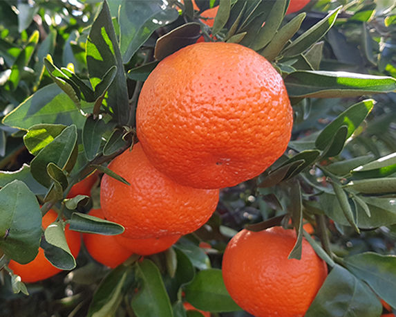 Mandarino tardivo - immagine 3