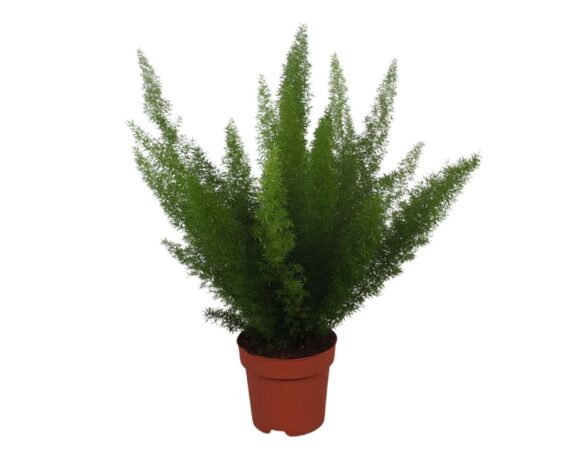 Asparagus Trono