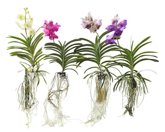 Orchidea Vanda Hybriden