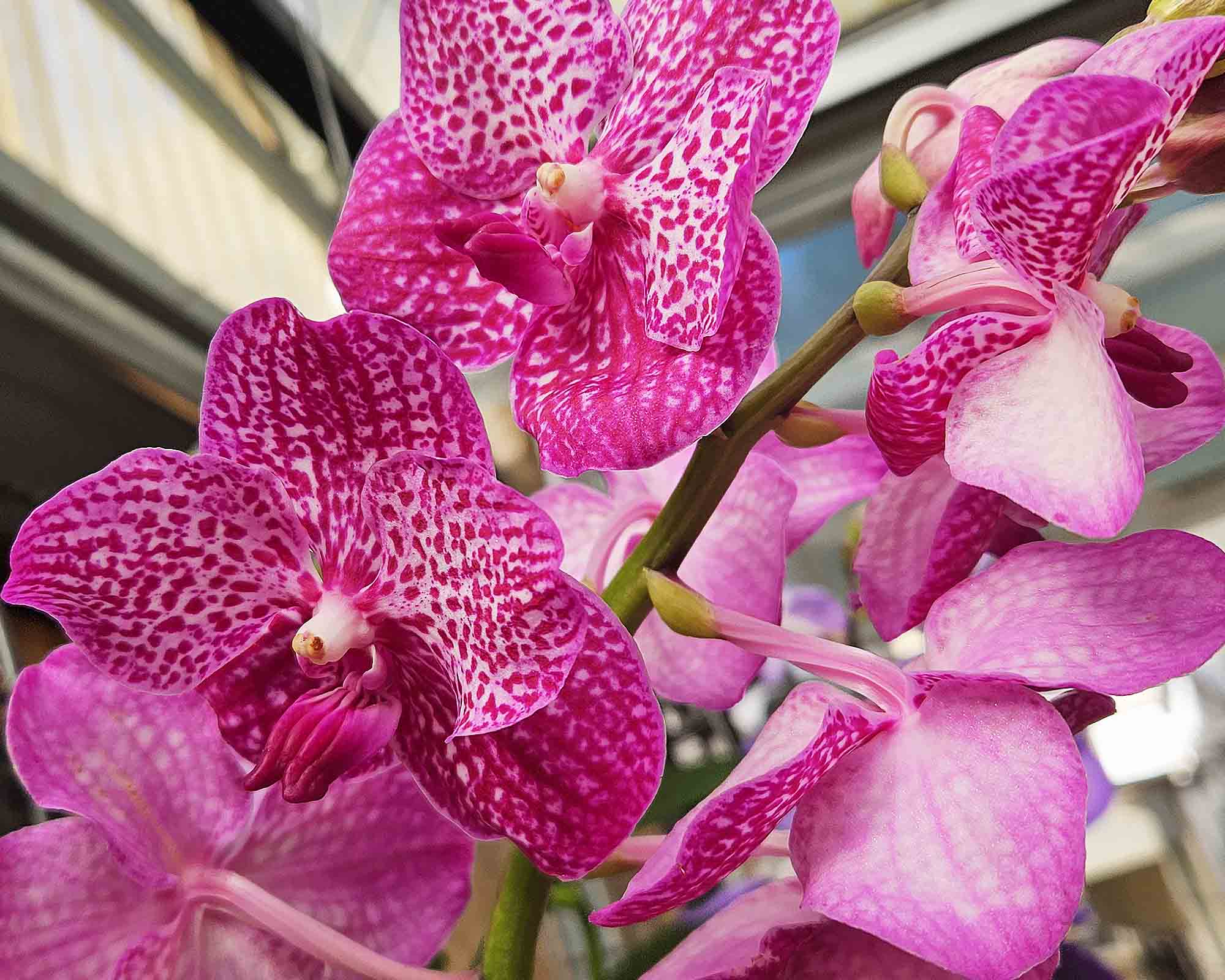 Orchidea Vanda Hybriden - immagine 2