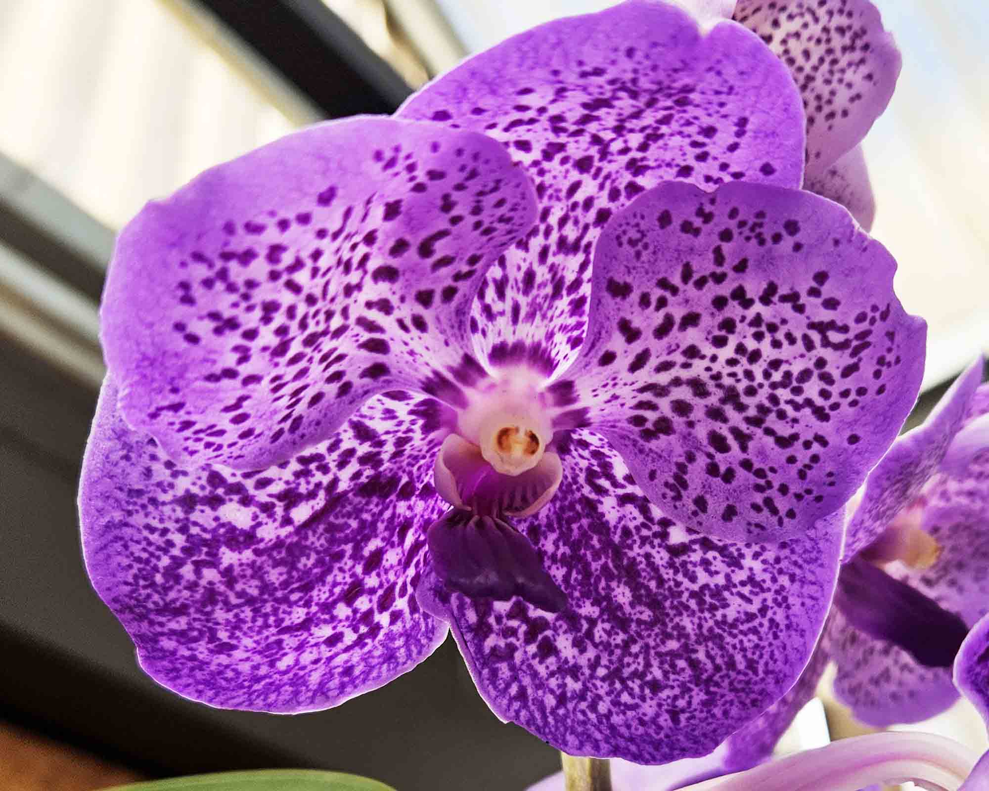 Orchidea Vanda Hybriden - immagine 3