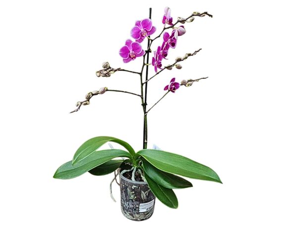 Orchidea 1 stelo