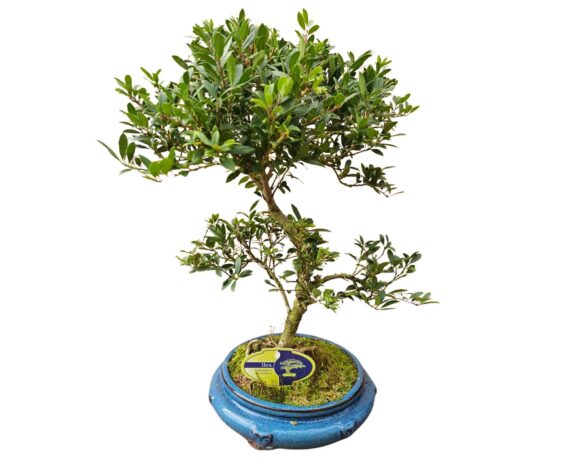 Bonsai Gemengd h45 V25