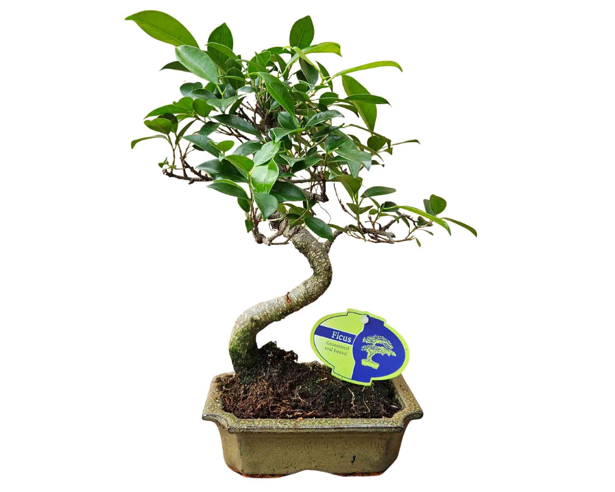 Bonsai Mix S-Shape