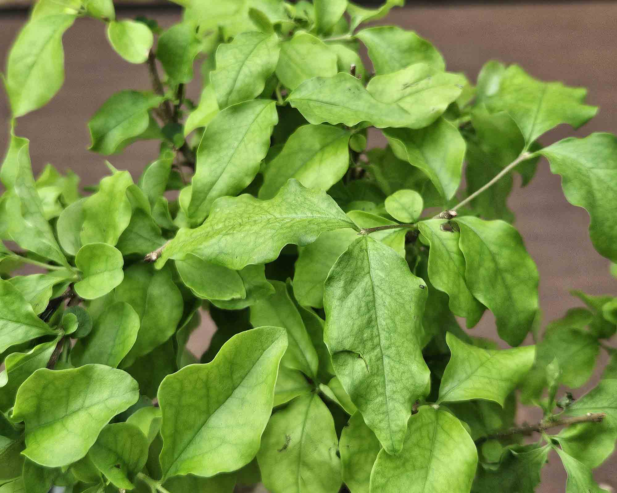 Bonsai Gemengd - immagine 2