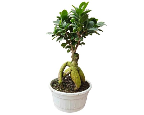 Bonsai Ficus Ginseng h40 V18