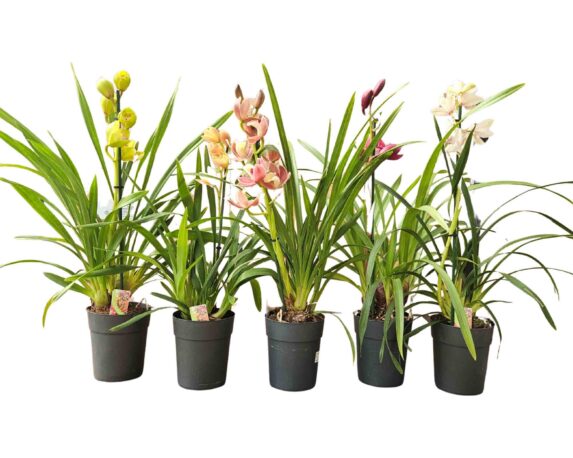 Orchidea Cymbidium Gemengd