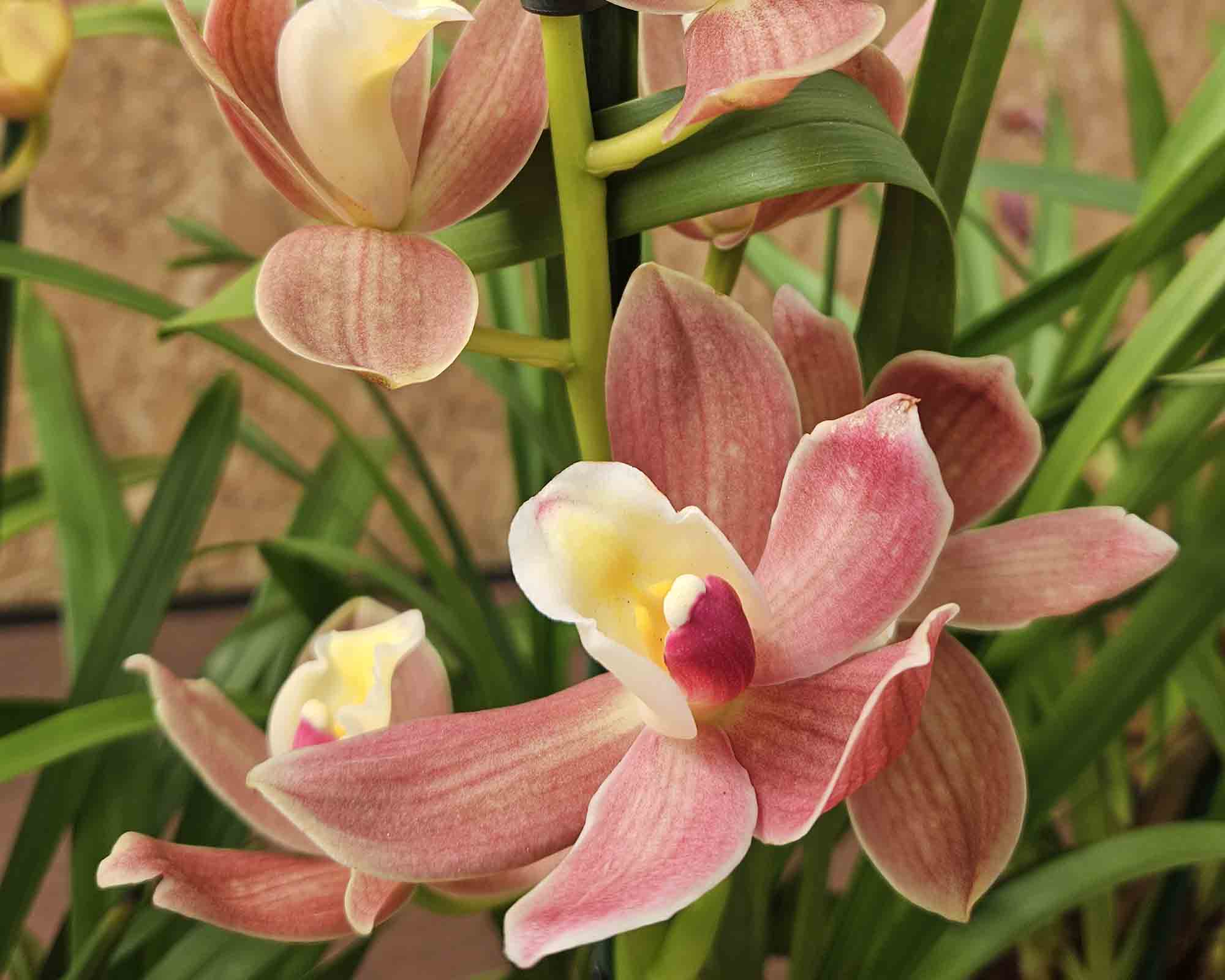Orchidea Cymbidium Gemengd - immagine 2