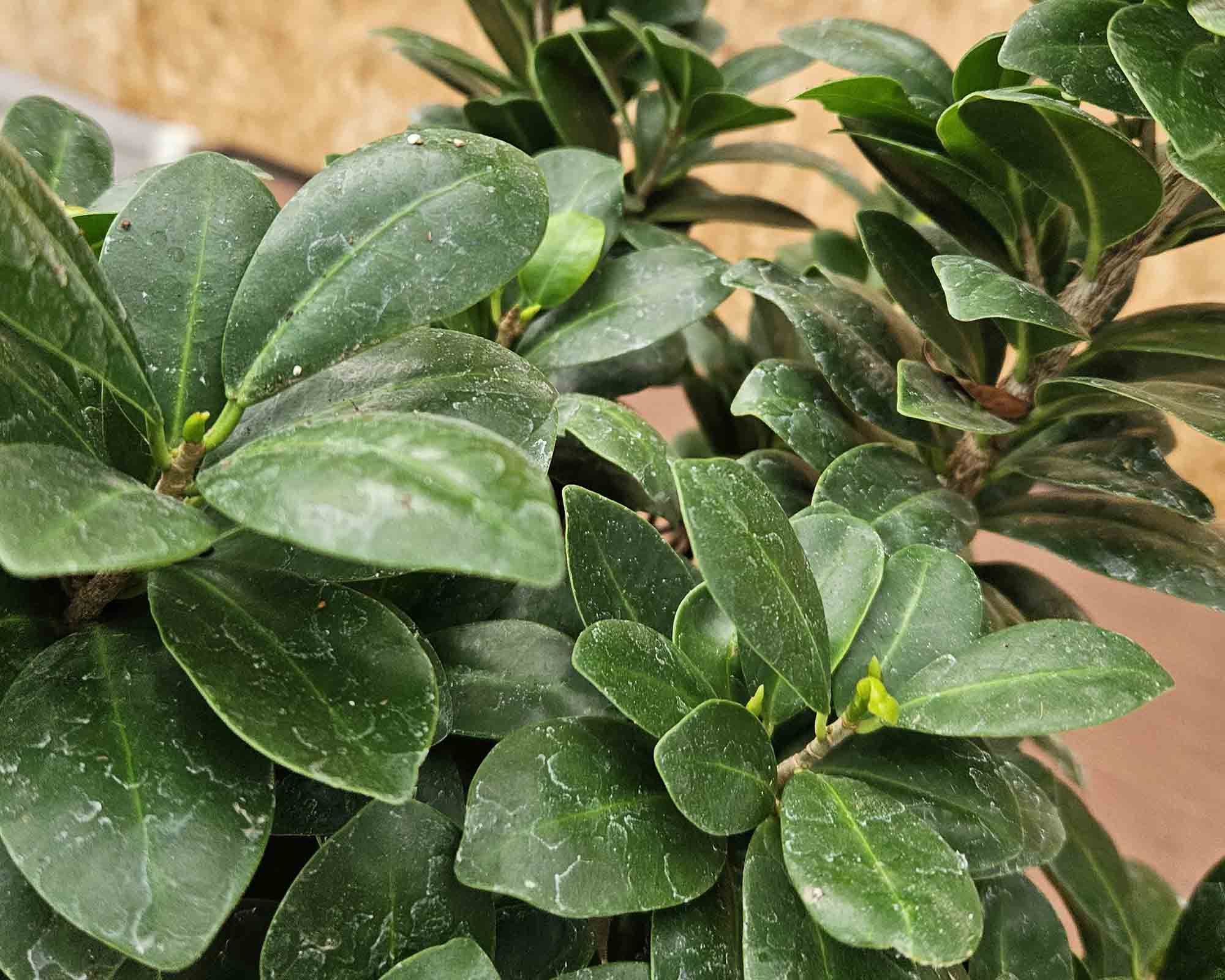 Bonsai Ficus Ginseng Microcarpa - immagine 2