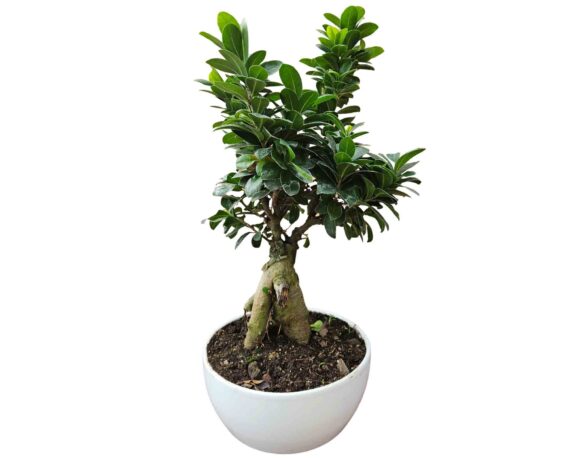 Bonsai Ficus Ginseng Microcarpa V22