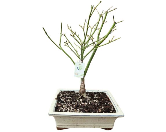 Bonsai Acer Palmatum Jerre Schwartz