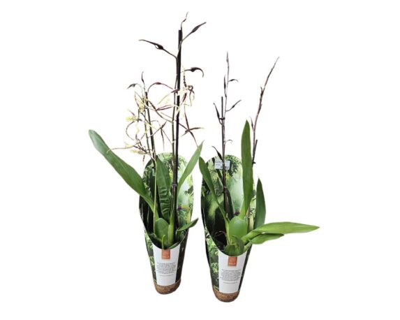 Orchidea Bratonia Toscane