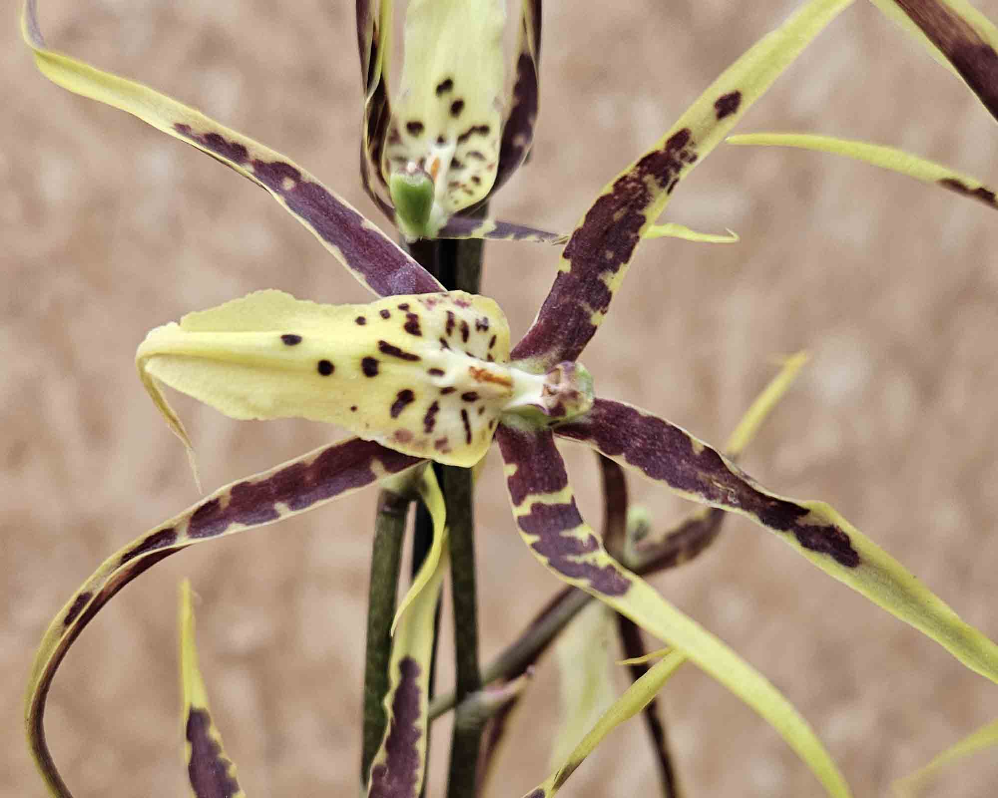 Orchidea Bratonia Toscane - immagine 2