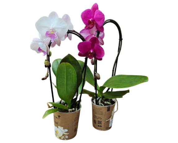 Orchidea El. Cascade