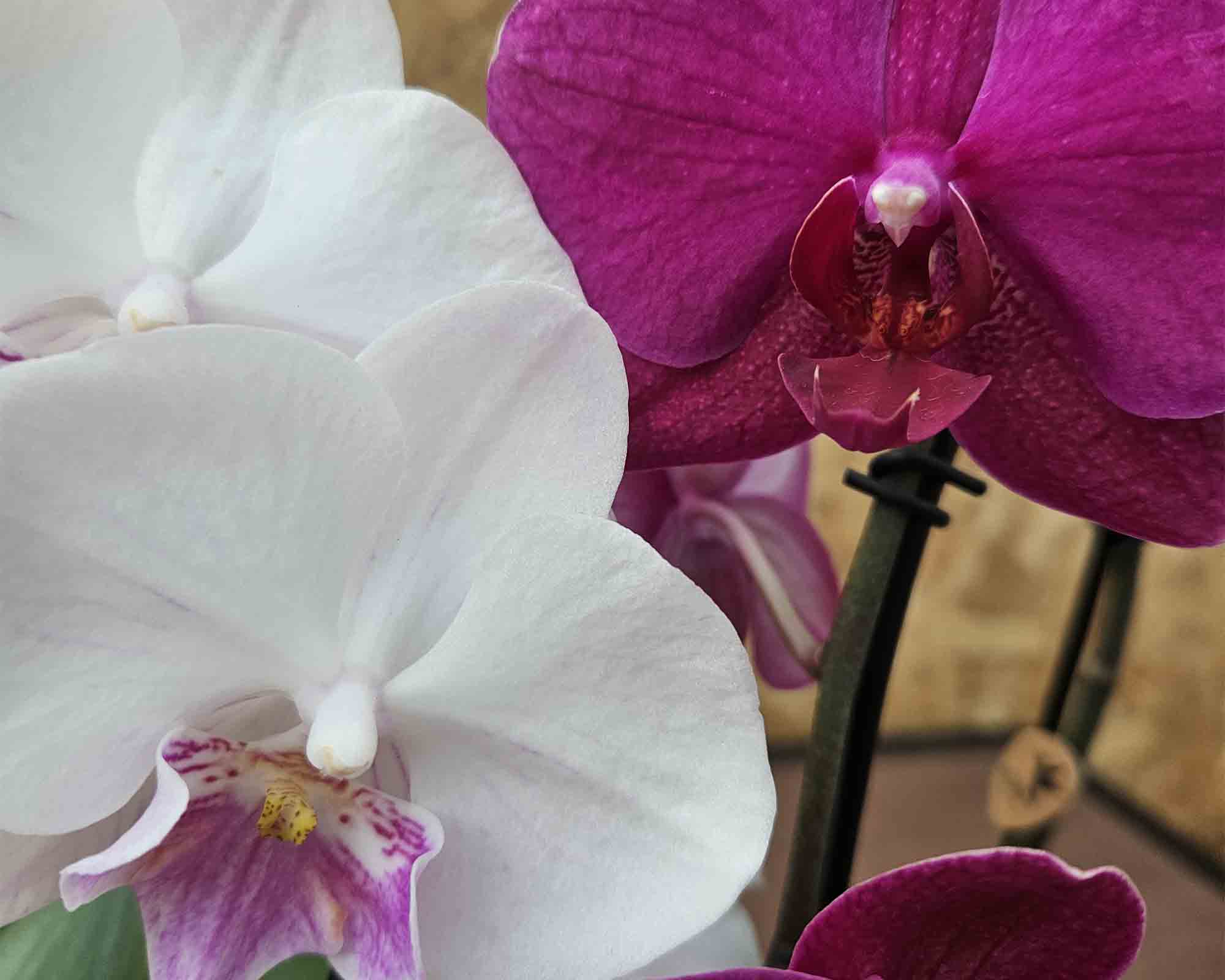 Orchidea El. Cascade - immagine 2