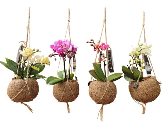 Orchidea Phalaenopsis Mini