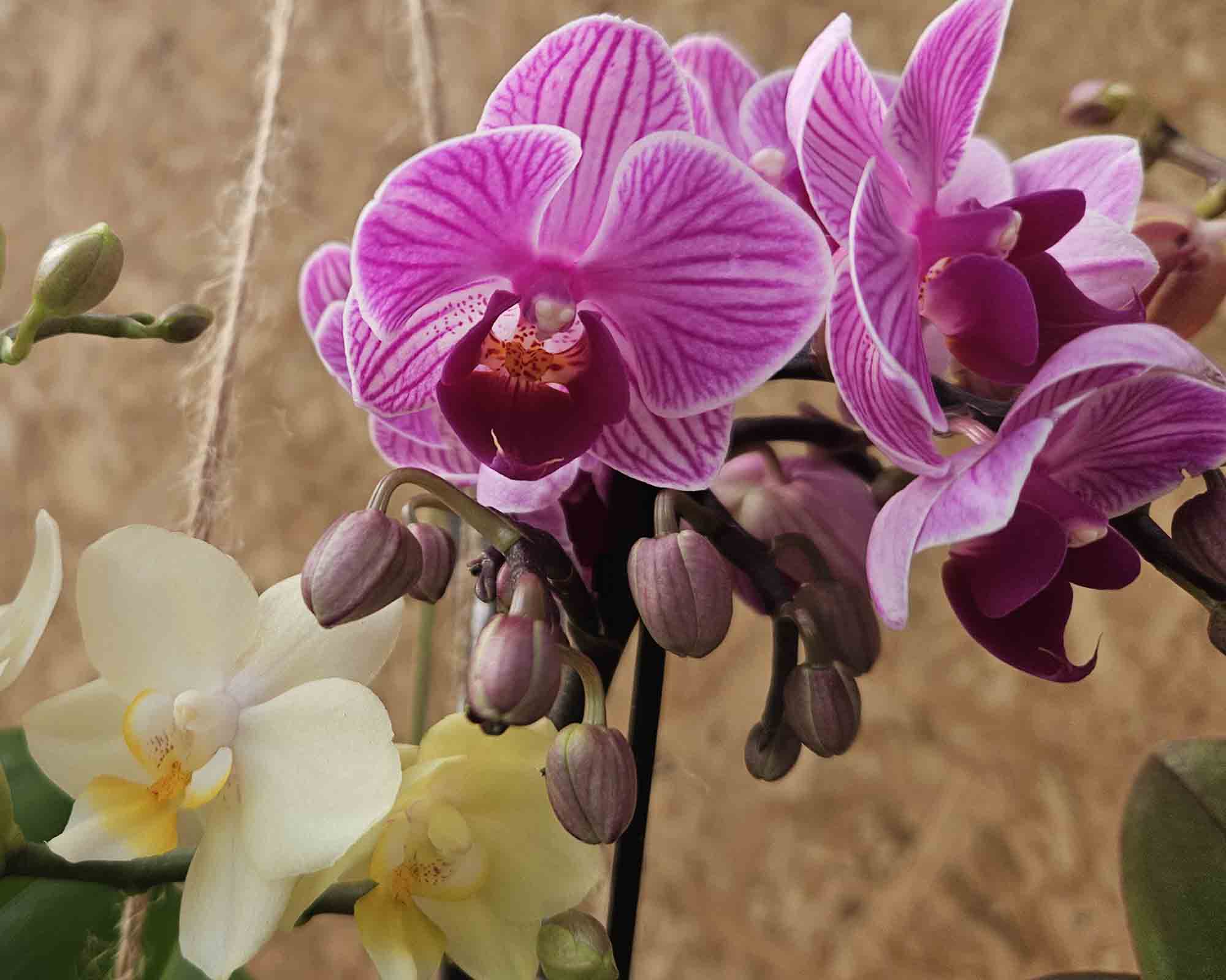Orchidea Phalaenopsis Mini - immagine 2