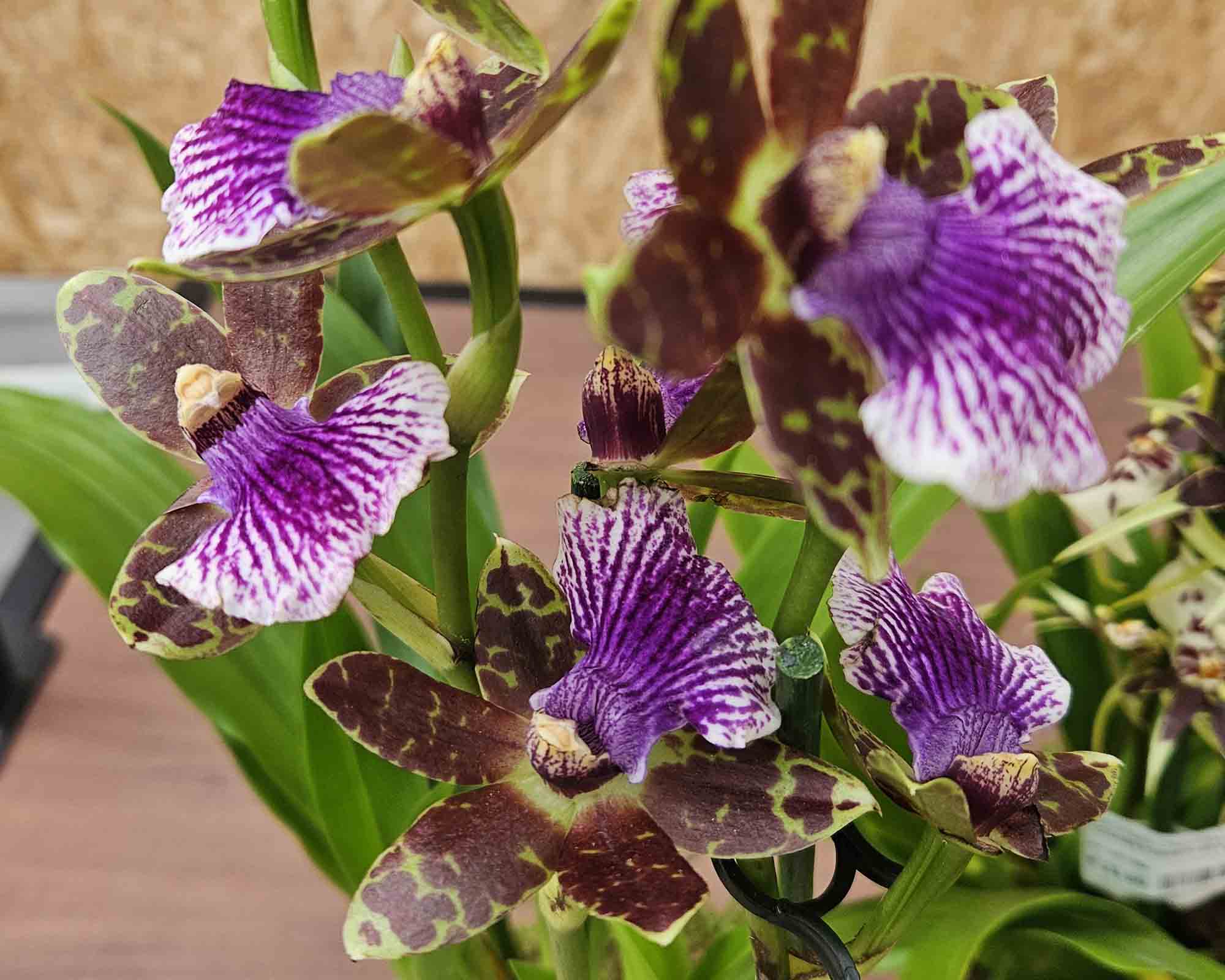 Orchidea Gemengd - immagine 2