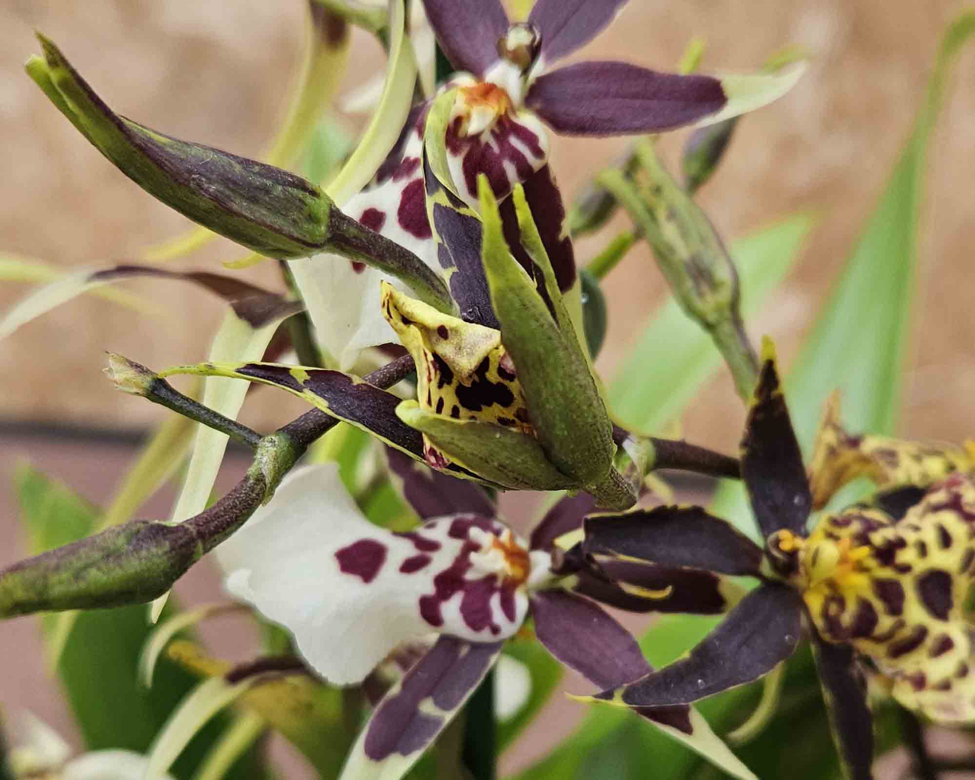 Orchidea Gemengd - immagine 3