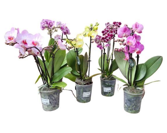 Orchidea Phalaenopsis Gemengd