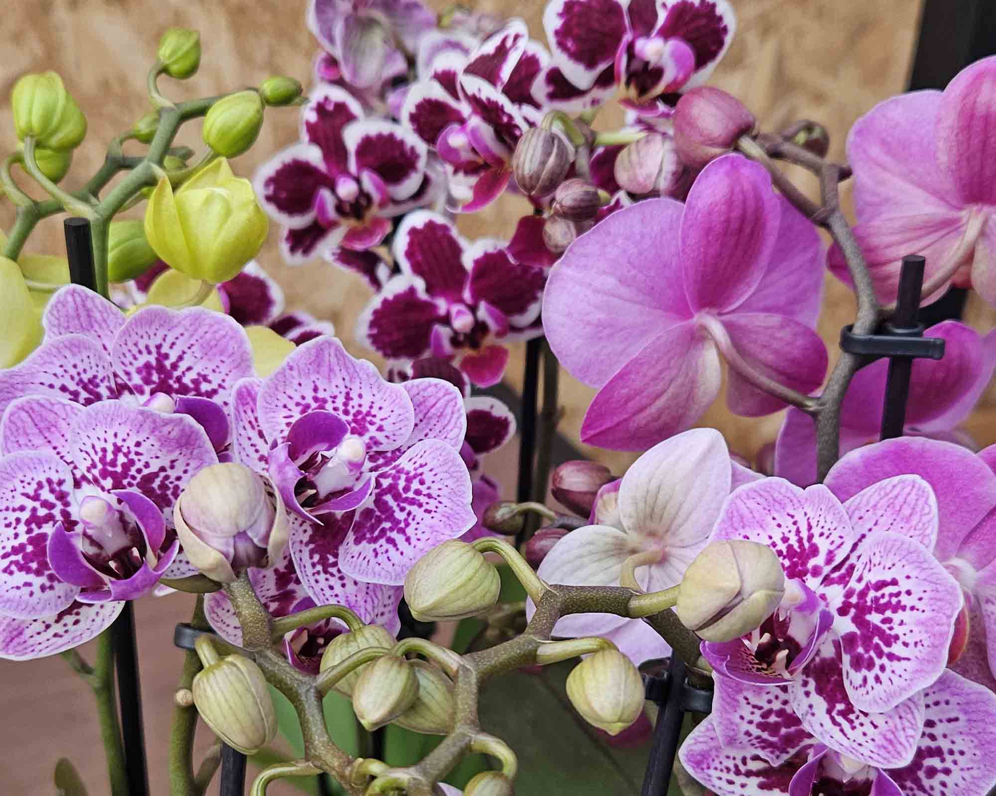 Orchidea Phalaenopsis Multiflora Mimesis - immagine 2