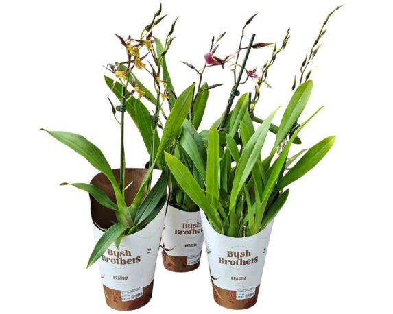 Orchidea phalaenopsis 1 stelo