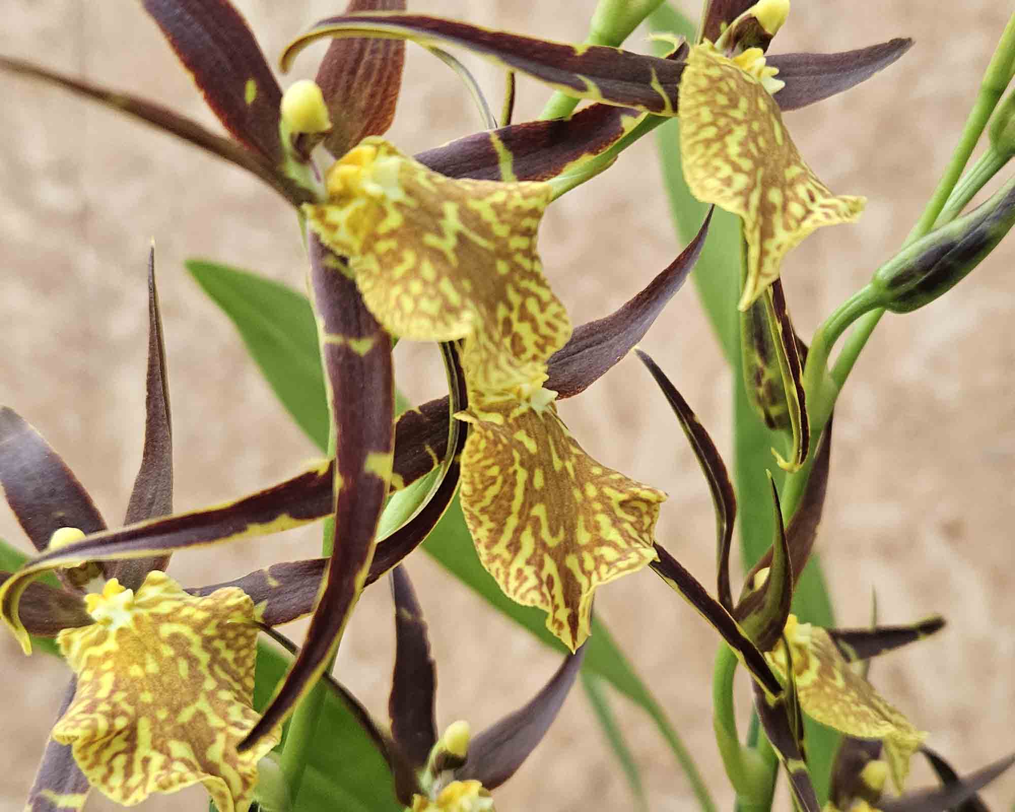 Orchidea Brassia Summer Dream - immagine 2