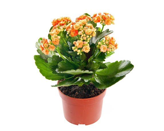 Kalanchoe fiore doppio