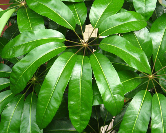 Schefflera h150 - immagine 2