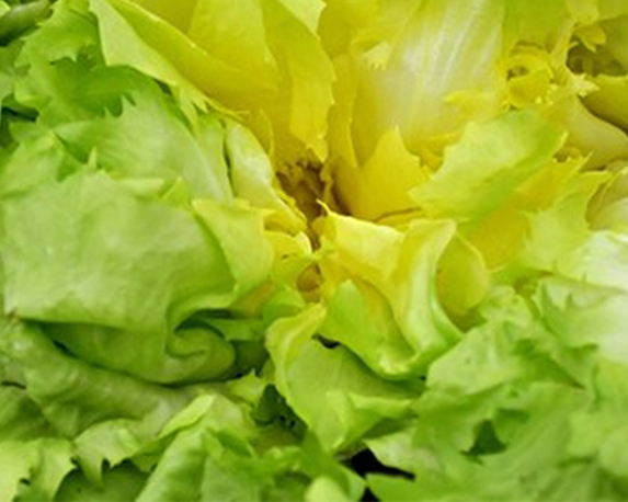 Indivia foglia liscia minipack - immagine 3