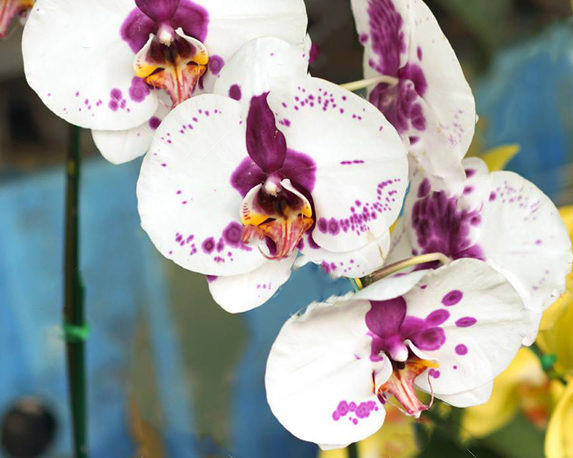 31151352 bella orchidea phalaenopsis 1 1