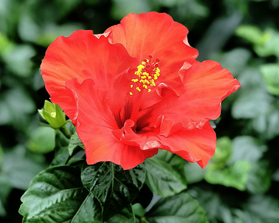 Hibiscus - immagine 3