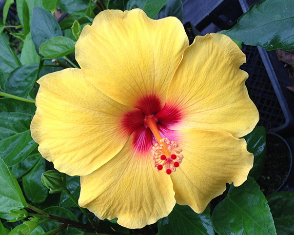 Hibiscus - immagine 4