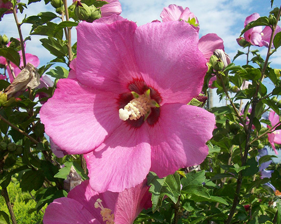 Hibiscus - immagine 5