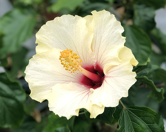 Hibiscus - immagine 6