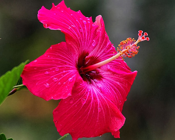 Hibiscus - immagine 7