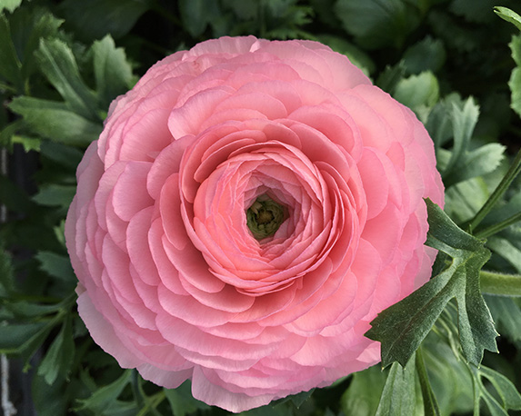 Ranuncolo - immagine 3