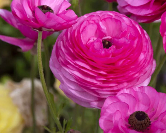 Ranuncolo - immagine 4