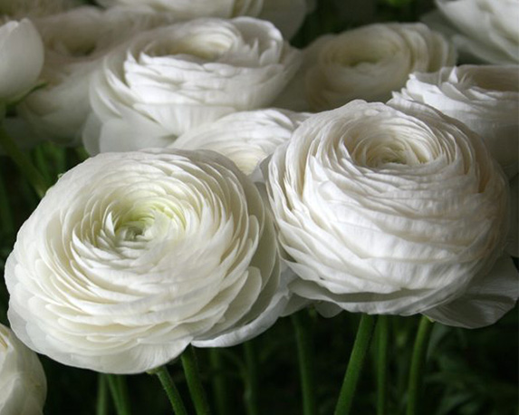 Ranuncolo - immagine 5