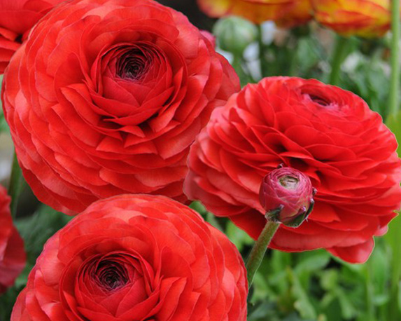 Ranuncolo - immagine 6