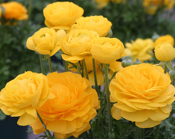 Ranuncolo - immagine 7