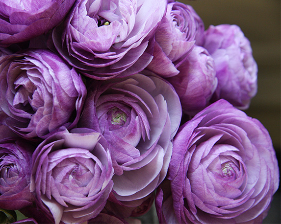 Ranuncolo - immagine 8