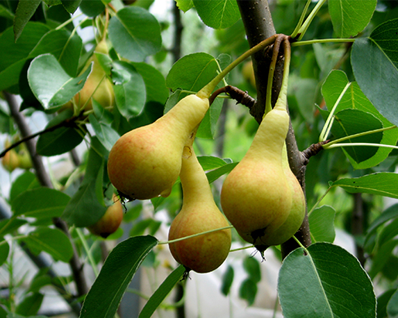 Pero san giovanni - immagine 3