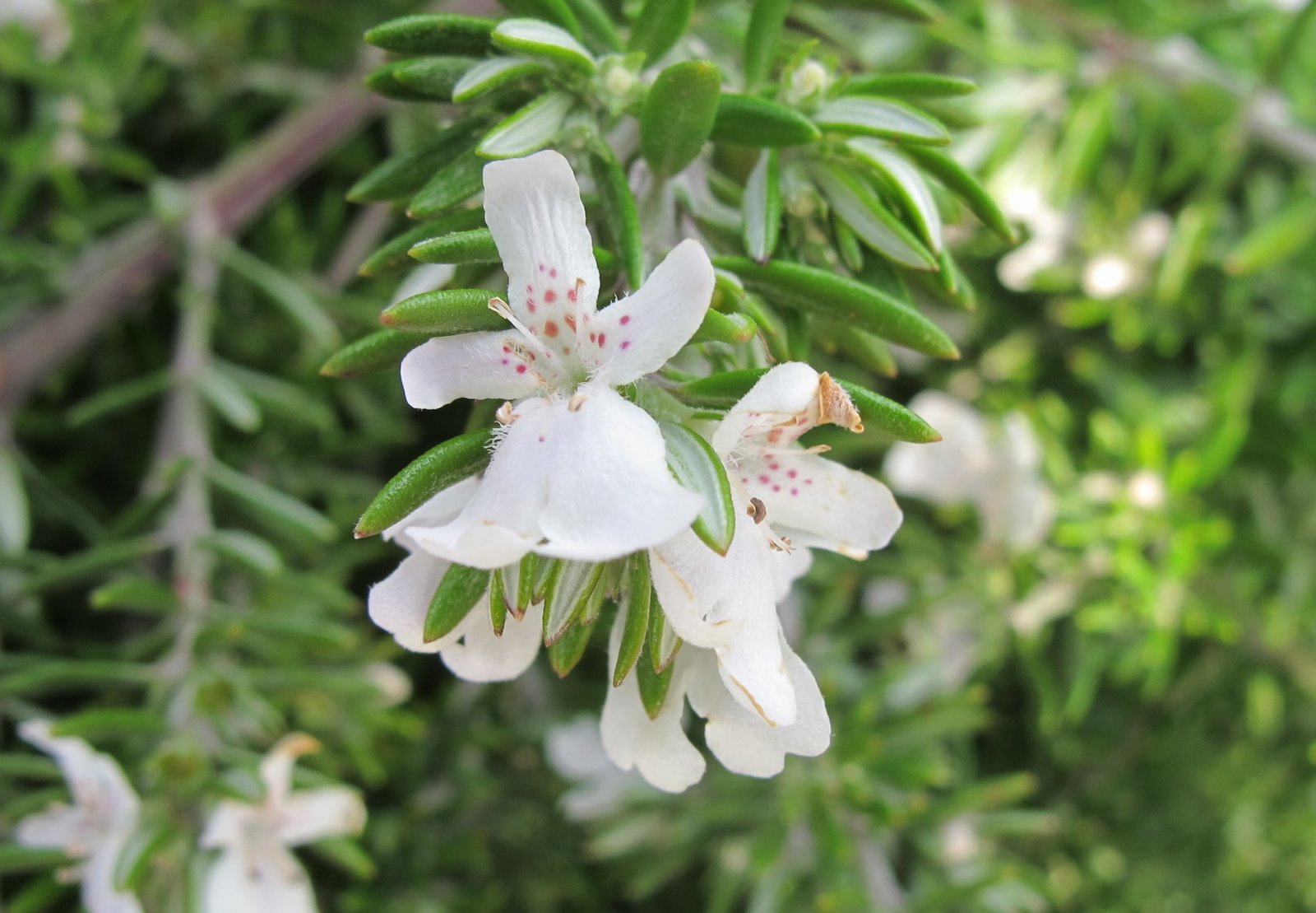 Falso rosmarino - immagine 2